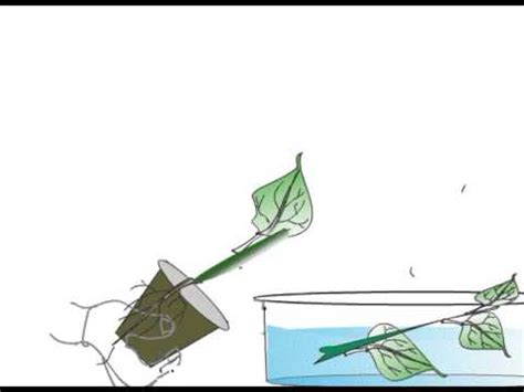 Using Potometer in a Lab - YouTube