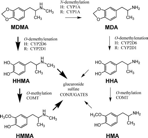 Mdma Metabolism In Humans And Rats Thick Arrows Represent Major Download Scientific Diagram