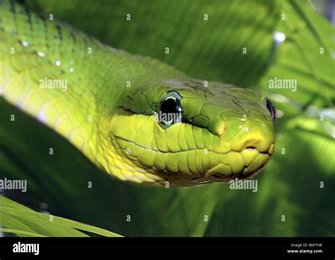 Green Mamba Western Green Mamba Dendroaspis Viridis Portrait Stock