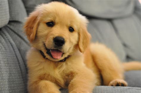 Cutest Golden Retriever Baby Pic Puppy On Couch