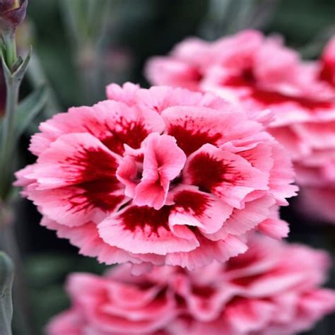 Dianthus X Scent First Sugar Plum Pinks Siteone