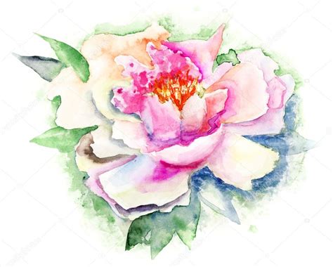 Beautiful Peony Flower Watercolor Painting Stock Photo Jershova