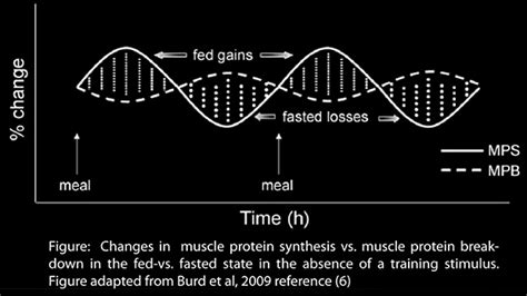 Maximize Protein Synthesis for Muscle Growth - IronMag Labs Bodybuilding Supplements