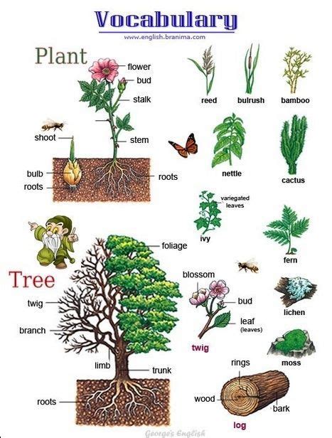 Some English Vocab For Plants And Trees English Vocabulary Plants