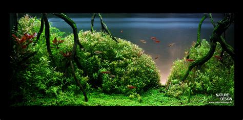 Galerie Mur V G Tal Et Aquariums Sur Mesure Nature Design