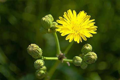 Осот полевой: полезные свойства и применение