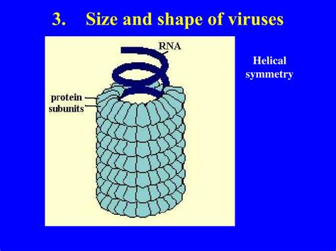 PPT BIODIVERSITY I BIOL 1051 What Are Viruses PowerPoint