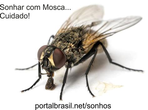 O Que Significa Sonhar Com Mosca No Mundo Espiritual - Sonhar com Mosca têm Alguns Significados. Atenção! Cuidado!