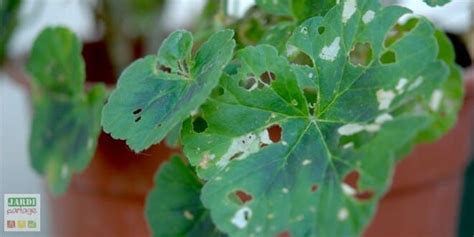 Brun Du P Largonium Papillon Du G Ranium Tous Les Conseils Pour Vos