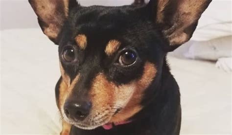 36 Miniature Pinscher Mix Breeds – The Popular and Adorable Hybrid Dogs - PetPress