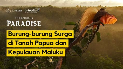 Defending Paradise Burung Burung Surga Di Tanah Papua Dan Kepulauan