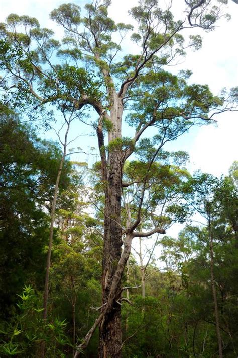 Bilder Southern Forests Traumhafte Fotos authentische Eindrücke