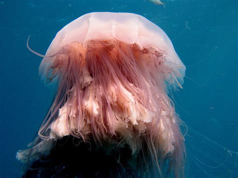 Lion S Mane Jellyfish Lion S Mane Jellyfish Lion Mane Jellyfish