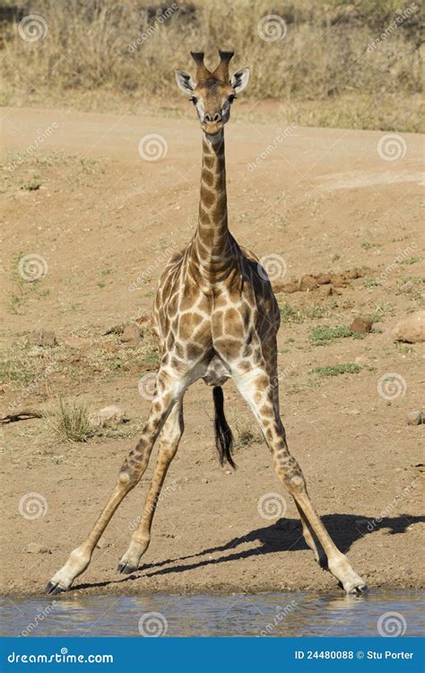 Southern Giraffe Stock Photography | CartoonDealer.com #91032104