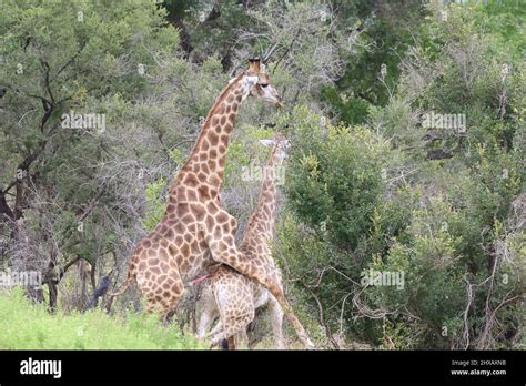 Giraffe mating hi-res stock photography and images - Alamy