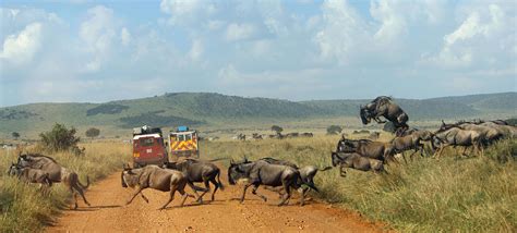 African Safari Tours And Holidays Africa Expedition Support