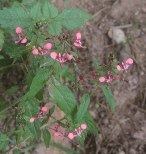 Lopezia Racemosa Picturethis