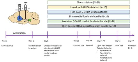 Parkinsons Disease Models In Rats And Mice