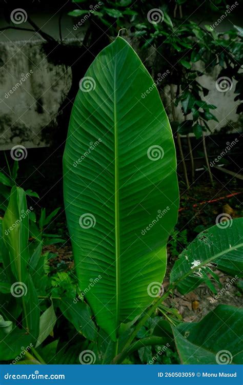 Folhas De Bananas Organizadas Naturalmente Textura De Fundo Verde Da