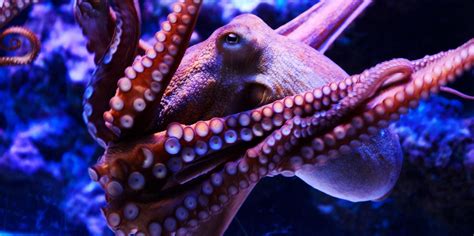 purple octopus : r/PurpleImperium