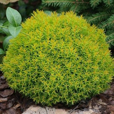 Туя западная Аниек (Thuja occidentalis Aniek) - Сад удачи, интернет ...