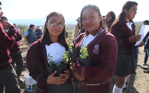 Entregaron Mil Plantas Frutales En Cobaq De Cadereyta Ecolog A Medio