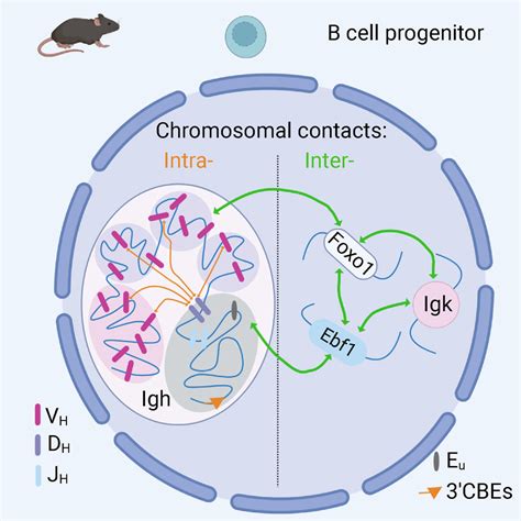 Intra And Interchromosomal Contact Mapping Reveals The Igh Locus Has