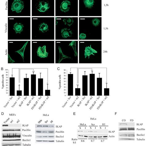 Ikap Co Purifies With Various Cytosolic Proteins A Western Blot