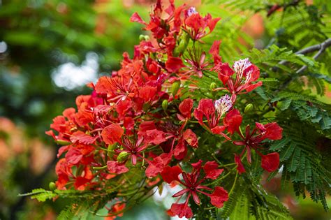 Flamboyant Tree Scarlet Flower That Colors The Summer Cgtn