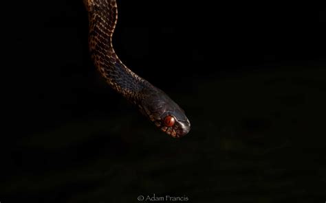 Mountain Slug Snake Asthenodipsas Vertebralis Hongkongsnakeid