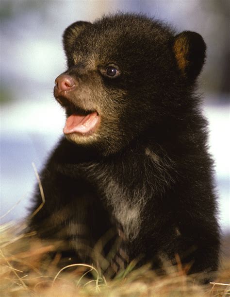 Edge Of The Plank: Cute Animals: Baby Bear Cubs