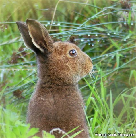 Irish Hare – The Hare Preservation Trust