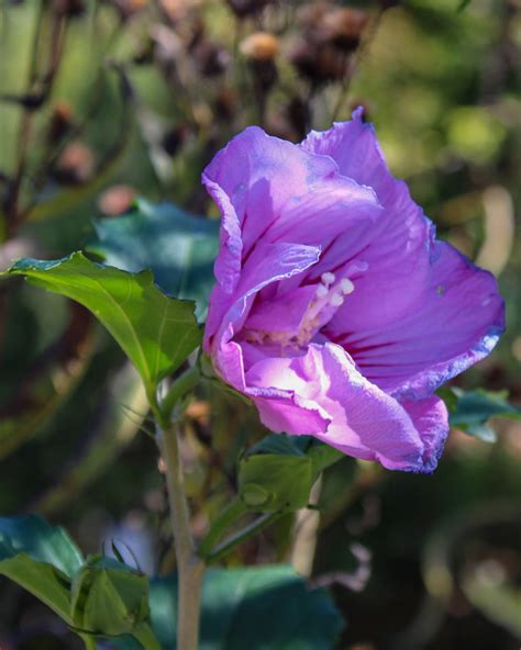NC State Extension Master Gardener Volunteers, Guilford County