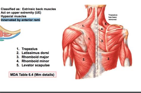 Muscles Of The Back Flashcards Quizlet