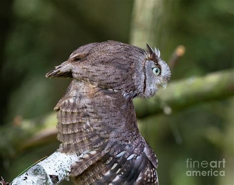 Eastern Screech Owl In Flight Photograph By Cj Park Pixels