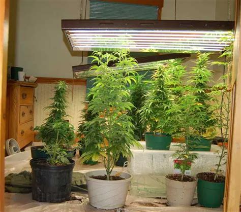 Basics on Growing Marijuana Indoors