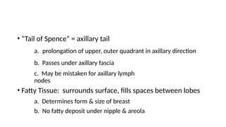 Anatomy Of The Breast Power Point Presentationpptx