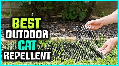 Top 6 Best Outdoor Cat Repellents Review For Yard Garden 2023