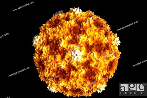 Virus Coxsackie B3 Agent Of Meningitis Lungs Infection And Diarrhea