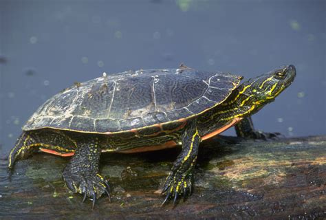 13 Types of Turtles That Make Great Pets