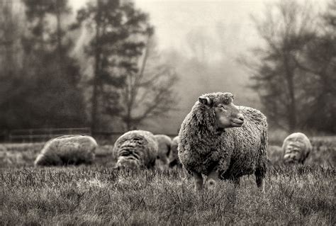 Pastoral Sheep Dan Routh Photography