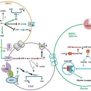 PDF The Art Of Oocyte Meiotic Arrest Regulation