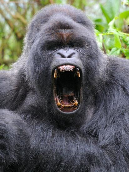 'Male Silverback Mountain Gorilla Yawning, Volcanoes National Park ...