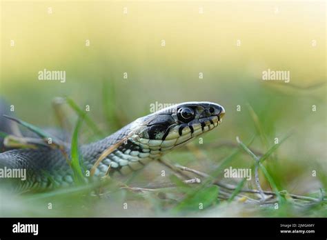 Grass Snake Natrix Natrix Stock Photo Alamy