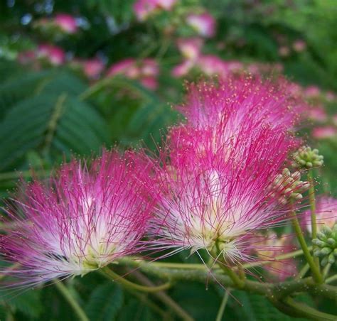 5 Mimosa Trees Pink Persian Silk Trees 12 24 Tall Live Plants Bareroot