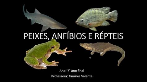 Peixes Anfíbios E Répteis Librain