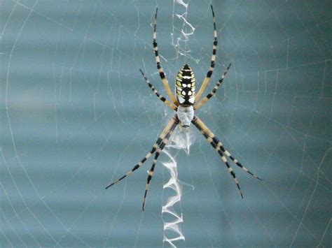 How Big Do Spiders Get In Florida Jacquetta Swisher