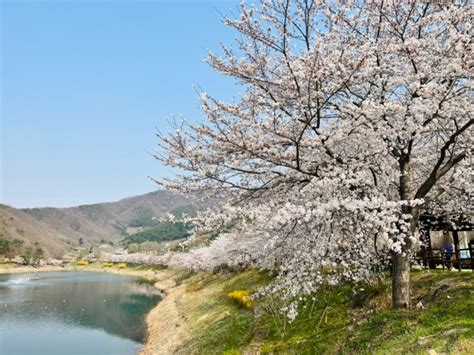 광주 근교 벚꽃 화순 동구리호수공원 ♥ 네이버 블로그