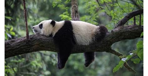 23 Fascinating Facts About Giant Pandas Discover The Hidden World Of