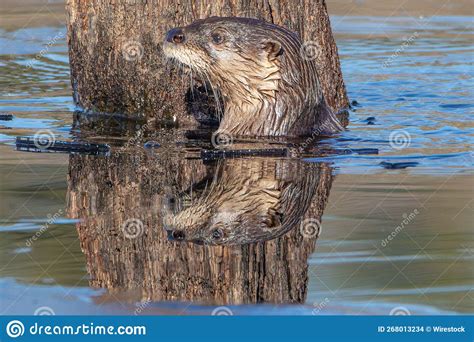 North American River Otter Swimming in the Water by Tall Driftwood Stock Photo - Image of north ...